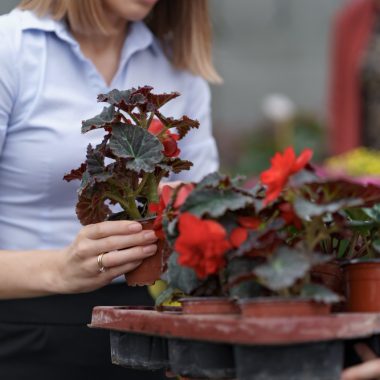 Pot trimite flori sau plante prin transport colete din Anglia în România?